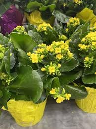 Yellow Kalanchoe Plant – Live Yellow Flowering Succulent with Pot | Indoor & Outdoor Plant - Image 3