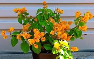 Yellow Bougainvillea Flower Plant with Pot – A Bright & Elegant Garden Favourite - Image 3