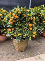 Darjeeling Giant Kamla Orange Hybrid Fruit Plant | Citrus reticulata Premium Grafted Mandarin Orange Live Plant for Home Garden - Image 3