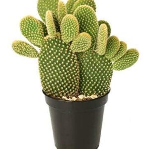 Bunny Ear Cactus Plant (Opuntia microdasys) | Live Indoor Succulent Cactus for Home & Office