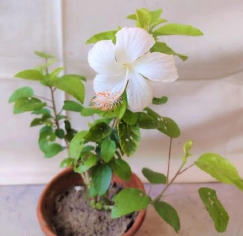 Desi White Hibiscus Flower Plant | Hibiscus rosa-sinensis Live White Gudhal Plant for Home Garden - Image 2