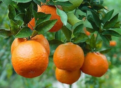 Nagpur Orange Grafted Plant | Sweet Orange Fruit Plant | Live Grafted Orange Tree for Home Garden - Image 3