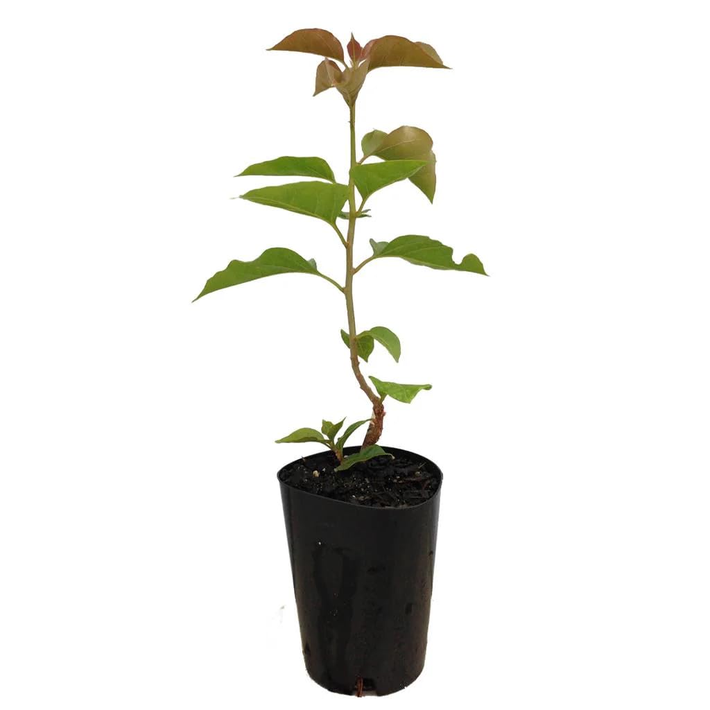 White Colour Bougainvillea (Kagoj Ful) Plant | Live White Flowering Plant for Home Garden - Image 6