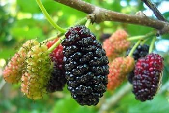Mulberry Hybrid Plant | Black Mulberry Live Plant | Short Type Fruit Tree for Home Garden - Image 4