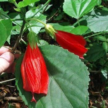 Live Rare Sleeping Hibiscus Plant | Red Mirchi Gudhal Plant | Malvaviscus penduliflorus Exotic Flowering Plant for Home Garden - Image 3