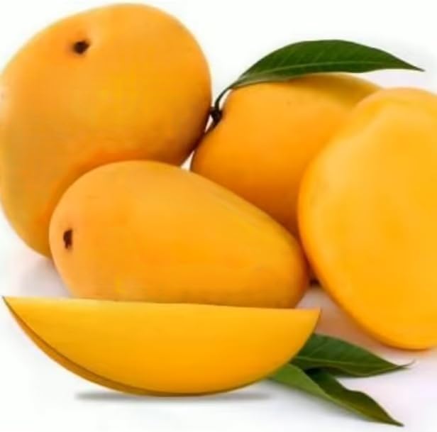 Banganapalli (Benishan) Mango Grafted Hybrid Plant | Mangifera indica Premium Live Fruit Plant for Home Garden - Image 4