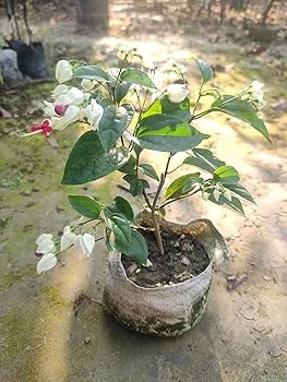 Bleeding Heart Vine Flower Plant (Red) | Clerodendrum thomsoniae Live Tropical Flowering Vine for Home Garden - Image 2
