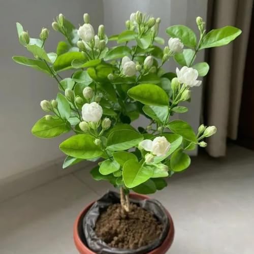 Bel Arabian Jasmine Fragrant Flower Plant | Jasminum sambac Premium Live Mogra Plant for Home Garden - Image 4