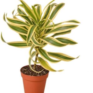 Song of India Variegata Plant with Pot | Dracaena reflexa Live Indoor Ornamental Plant for Home & Office