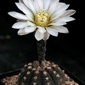 Gymnocalycium ragonesei Plant | Rare Live Cactus for Indoor & Outdoor Home Garden