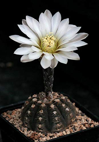 Gymnocalycium ragonesei Plant | Rare Live Cactus for Indoor & Outdoor Home Garden