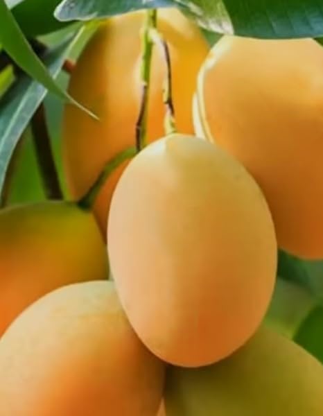 Banganapalli (Benishan) Mango Grafted Hybrid Plant | Mangifera indica Premium Live Fruit Plant for Home Garden - Image 2