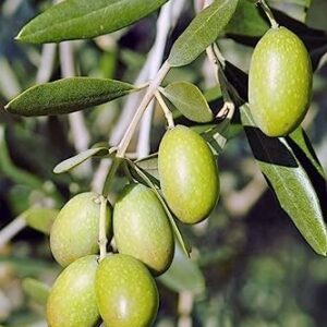 Jalpai Fruit Plant – Indian Olive Tree for Home Garden, Orchard & Terrace Gardening