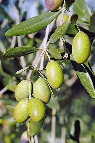 Jalpai Fruit Plant – Indian Olive Tree for Home Garden, Orchard & Terrace Gardening