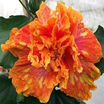 Orange Double Flowering Jhumka Live Plant – For Home Garden - Image 3