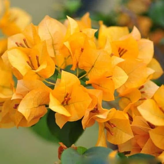 Yellow Bougainvillea Flower Plant with Pot – A Bright & Elegant Garden Favourite - Image 4