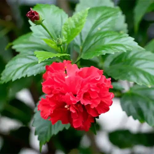 Double Petal Hibiscus Flower Plant (Red) Double Petal Red Hibiscus – A Classic Flowering Plant for Every Indian Garden - Image 2
