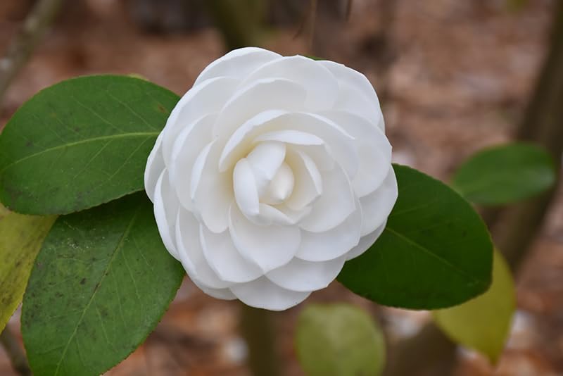 White Camellia Flower Plant | Camellia japonica White Japanese Camellia Live Flowering Plant - Image 4