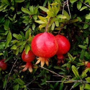 Pomegranate Granada Variety Fruit Plant – High Yielding Anar Tree - Image 4