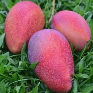 Cogshall Mango Grafted Plant – Mangifera indica | Premium Mango Fruit Plant for Home Garden