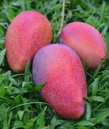 Cogshall Mango Grafted Plant – Mangifera indica | Premium Mango Fruit Plant for Home Garden