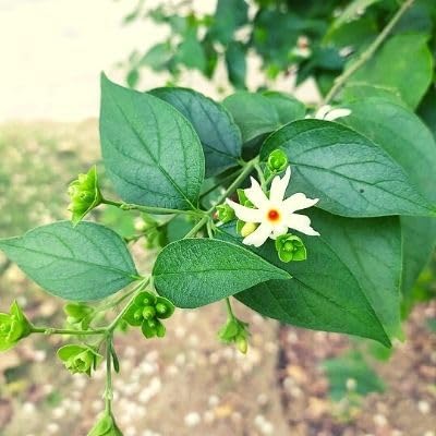 Shiuli (Harsingaar/Parijaat) – Sacred Night Flowering Jasmine for Every Indian Garden - Image 4
