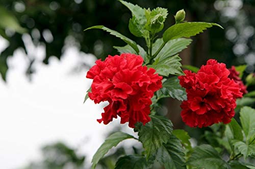 Hybrid Dragon Hibiscus Flower Plant (Red) | Hibiscus rosa-sinensis Premium Exotic Live Flowering Plant - Image 3