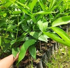 Red Jamrul Grafted Fruit Plant – Exotic Wax Apple Tree for Indian Gardens - Image 2