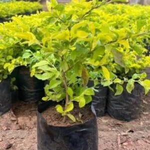 Golden Duranta Live Plant | Duranta erecta 'Sheena's Gold' Beautiful Golden Foliage Plant for Home Garden