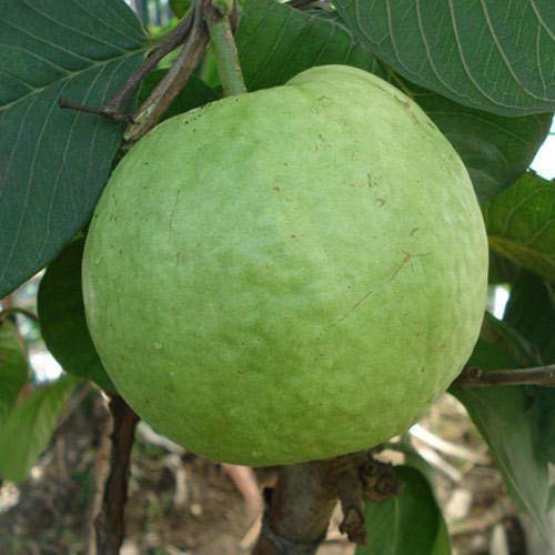 Hybrid L-49 Guava Plant | Sardar Guava Grafted Live Fruit Plant for Home Garden - Image 2