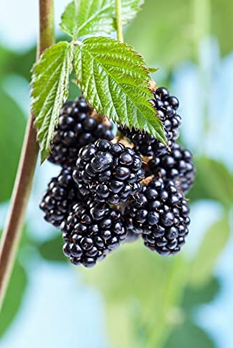 Hybrid Black Berry Fruit Plant – Air Layered Live Plant | Healthy Berry Plant for Home Garden - Image 4