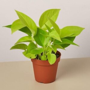 Golden Money Plant – Live Indoor Decorative Plant with Nursery Pot | Healthy Green Foliage