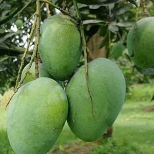 Sweet Bombay Green Mango Plant (Grafted) | Mangifera indica Premium Indian Variety Live Fruit Plant | Fruiting in 1–2 Years* - Image 5