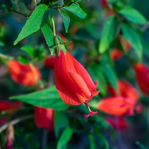 Live Rare Sleeping Hibiscus Plant | Red Mirchi Gudhal Plant | Malvaviscus penduliflorus Exotic Flowering Plant for Home Garden - Image 5