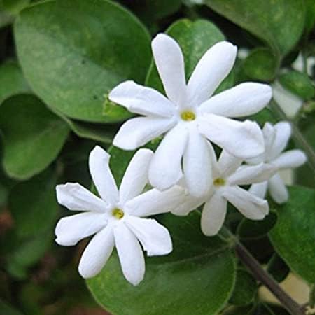 Buddha Jasmine (Juhi) Live Flower Plant | Clematis smilacifolia (Erect Clematis) Aromatic Flowering Vine for Home Garden - Image 3