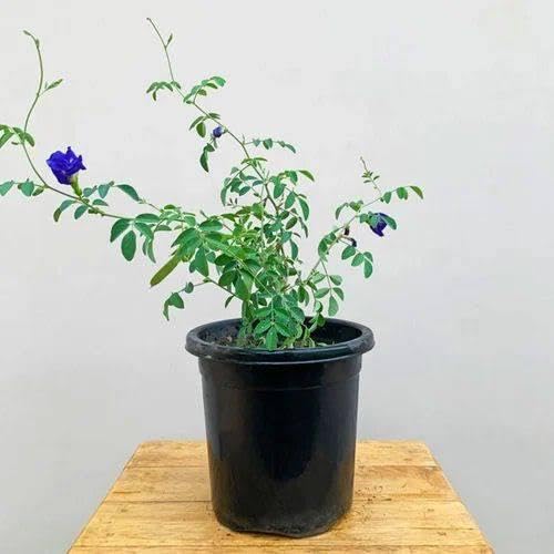 Blue Double Petal Aparajita Plant | Clitoria ternatea Double Blue Butterfly Pea Live Flowering Vine for Home Garden - Image 4