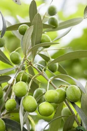 Jalpai Fruit Plant – Indian Olive Tree for Home Garden, Orchard & Terrace Gardening - Image 3