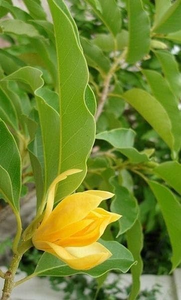 Sorno Champa grafted plant / Swarna Champa grafted plant (Golden Champa) Plant Flower plant - Image 5