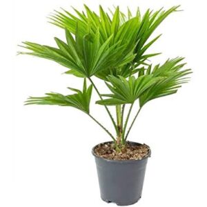 Green Table Umbrella Palm Plant with Pot | Live Indoor Decorative Plant for Home & Office
