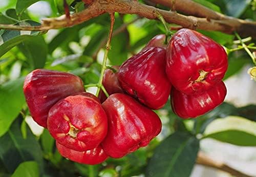 Rare Pink Water Apple Ber (Jamrul) Fruit Plant | Pink Jamrul Live Fruit Plant | Exotic Fruit Tree for Home Garden - Image 2