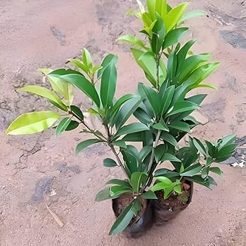 Banana Chiku (Sapota) Fruit Plant | Manilkara zapota Premium Grafted Live Sapodilla Tree for Home Garden - Image 5