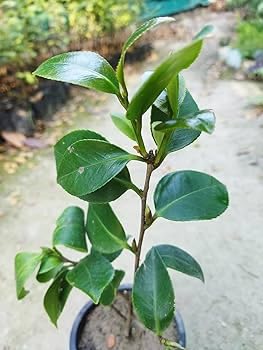 White Camellia Flower Plant | Camellia japonica White Japanese Camellia Live Flowering Plant - Image 2