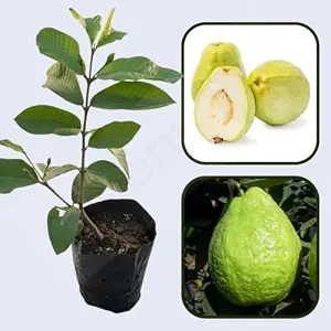 Taiwan Pearl Guava Air Layered Healthy Fruit Plant