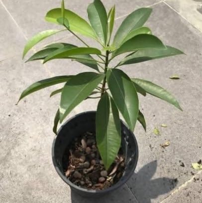 Cricket Ball Chiku (Sapota) Fruit Plant - Image 2
