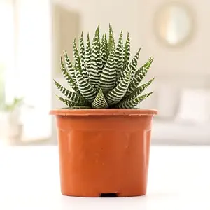Live Zebra Haworthia Succulent in Nursery Pot | Haworthiopsis attenuata Easy Care Indoor Decorative Plant