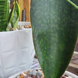 Whale Fin Snake Plant (Sansevieria masoniana) with Pot | Live Indoor Air Purifying Plant