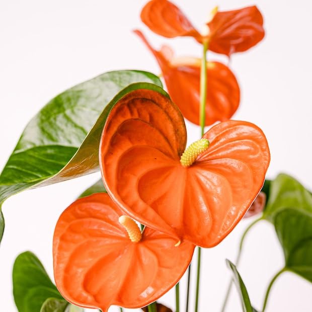 Anthurium Orange Champion (Prince of Orange) Plant With Pot | Miniature Variety | Rare Natural Live Indoor Plant - Image 3