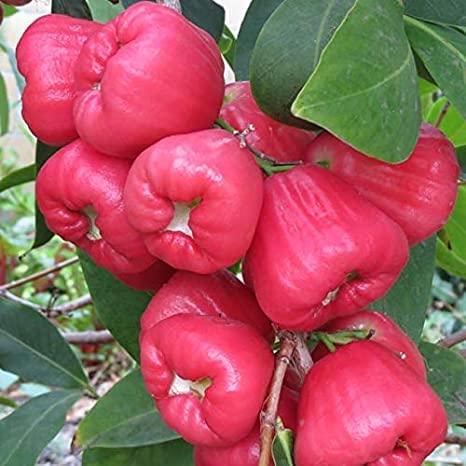 Rare Pink Water Apple Ber (Jamrul) Fruit Plant | Pink Jamrul Live Fruit Plant | Exotic Fruit Tree for Home Garden - Image 4
