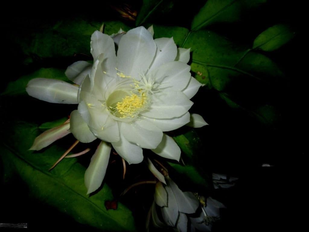 White Brahma Kamal plant (Saussurea obvallata) for home garden - Image 3
