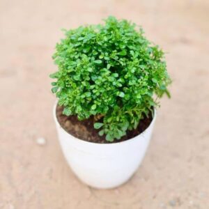 Table Kamini (Satin Wood/Kunti) Shrub Flower Plant with Pot | Murraya paniculata Premium Fragrant Live Ornamental Plant